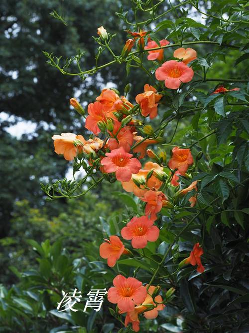 农村庭院不宜种凌霄花的原因，庭院可以种凌霄花吗？-第7张图片-优品飞百科