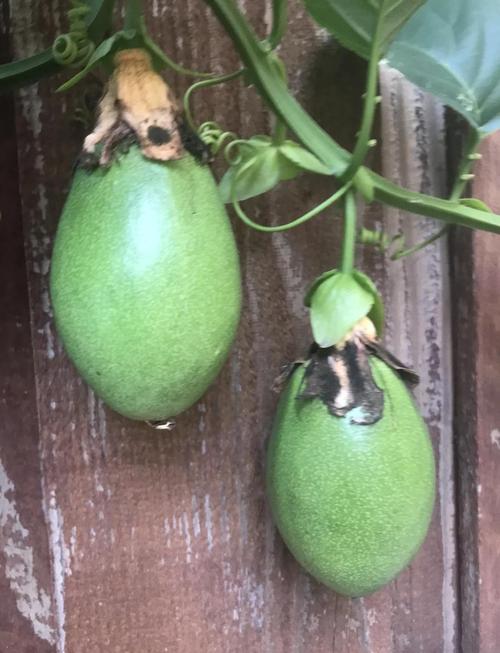 盆栽百香果过冬方法，南方冬天会被冻死吗？百香果冬天能冻死吗？-第1张图片-优品飞百科