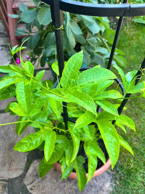 盆栽百香果过冬方法，南方冬天会被冻死吗？百香果冬天能冻死吗？-第2张图片-优品飞百科