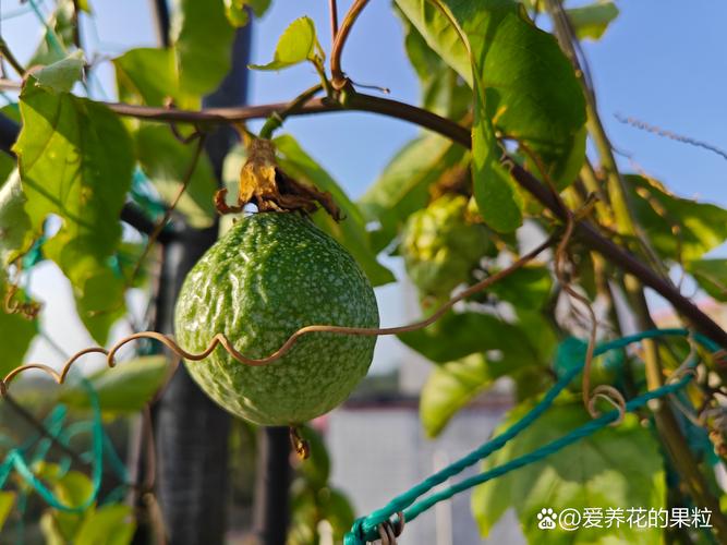 盆栽百香果过冬方法，南方冬天会被冻死吗？百香果冬天能冻死吗？-第3张图片-优品飞百科