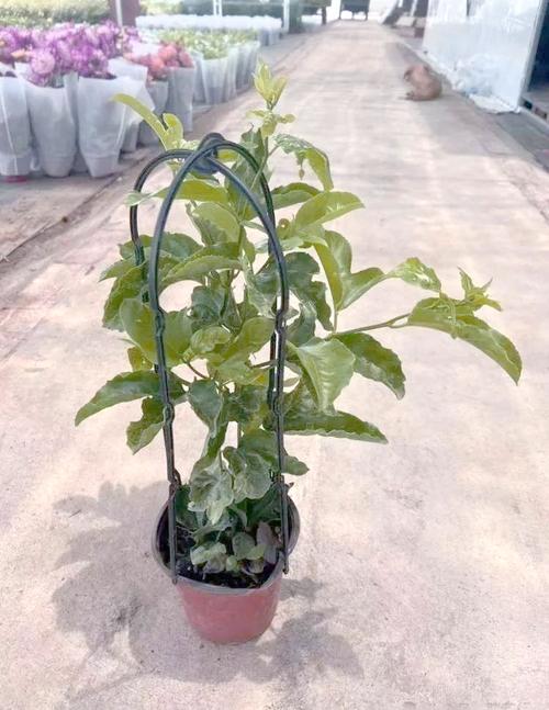 盆栽百香果过冬方法，南方冬天会被冻死吗？百香果冬天能冻死吗？-第4张图片-优品飞百科