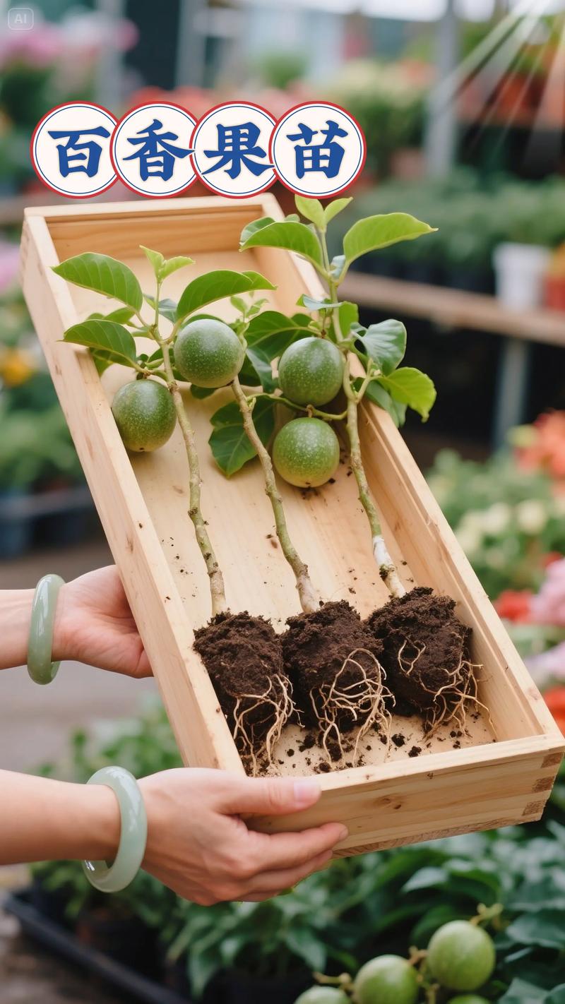 盆栽百香果过冬方法，南方冬天会被冻死吗？百香果冬天能冻死吗？-第6张图片-优品飞百科