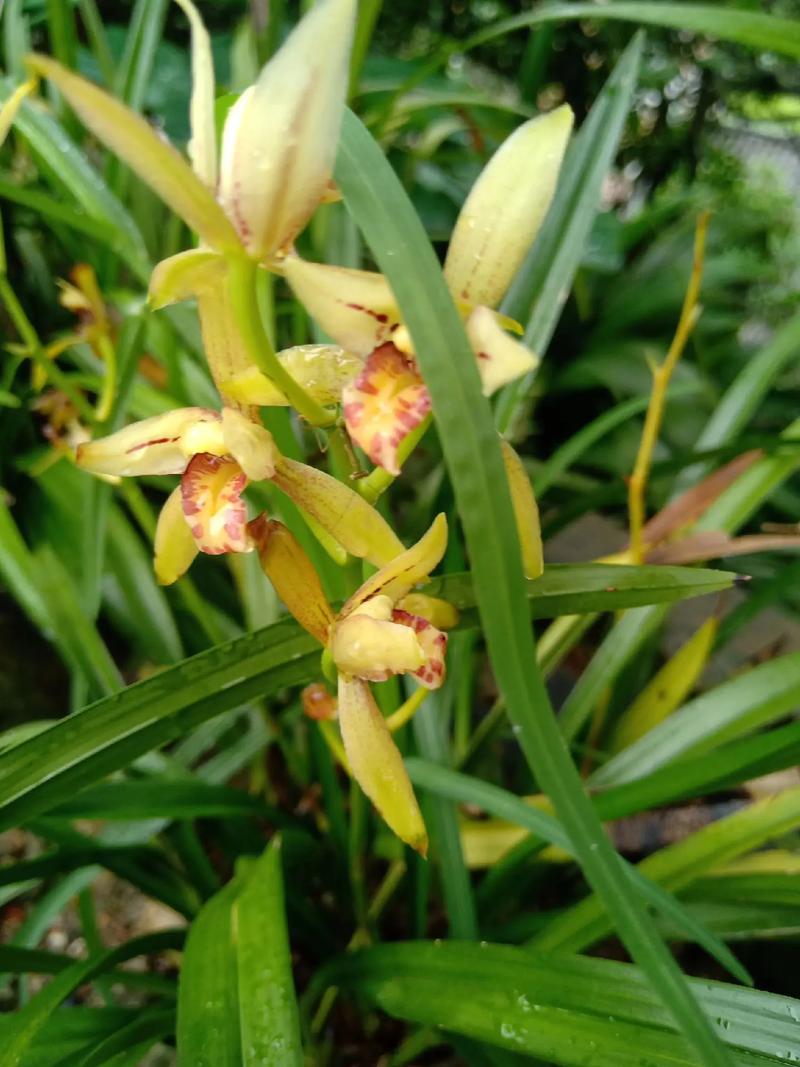 兰花的寓意和象征风水，虎皮兰花的寓意和象征风水？-第1张图片-优品飞百科