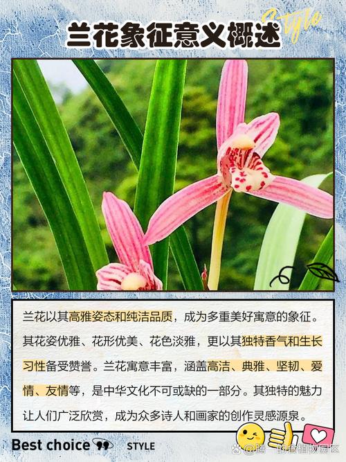 兰花的寓意和象征风水，虎皮兰花的寓意和象征风水？-第3张图片-优品飞百科