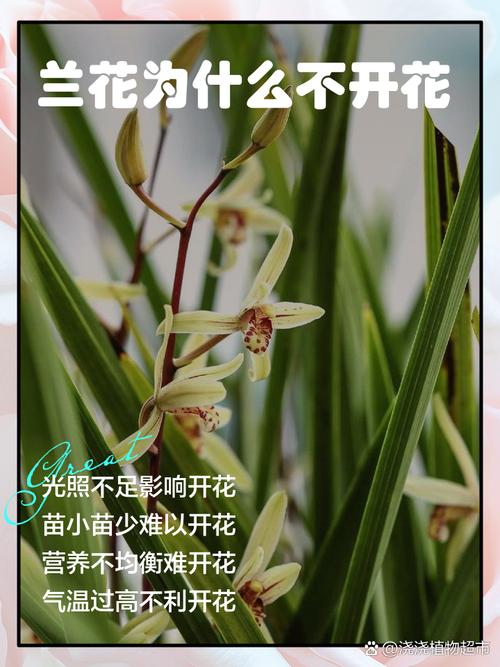 兰花的寓意和象征风水，虎皮兰花的寓意和象征风水？-第4张图片-优品飞百科