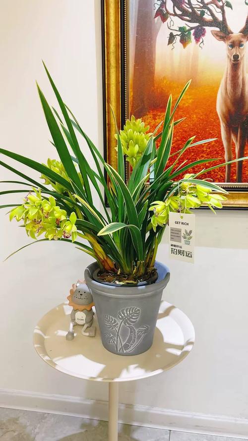 兰花的寓意和象征风水，虎皮兰花的寓意和象征风水？-第6张图片-优品飞百科