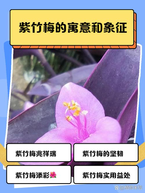 紫竹梅花在屋里养对人体有害吗？紫竹梅花在屋里养对人体有害吗视频？-第1张图片-优品飞百科