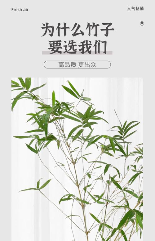 紫竹梅花在屋里养对人体有害吗？紫竹梅花在屋里养对人体有害吗视频？-第2张图片-优品飞百科