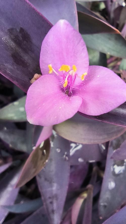 紫竹梅花在屋里养对人体有害吗？紫竹梅花在屋里养对人体有害吗视频？-第3张图片-优品飞百科