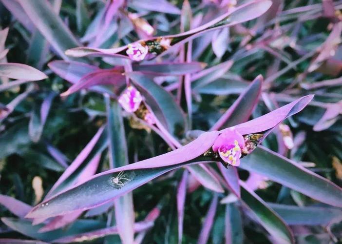 紫竹梅花在屋里养对人体有害吗？紫竹梅花在屋里养对人体有害吗视频？-第4张图片-优品飞百科