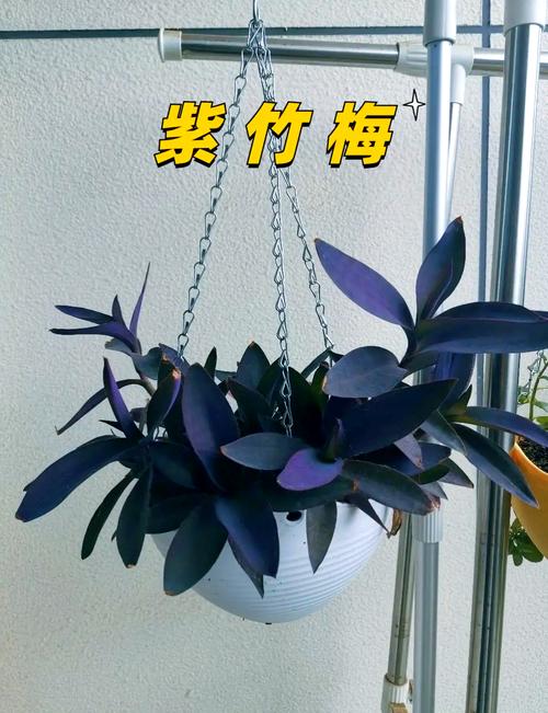 紫竹梅花在屋里养对人体有害吗？紫竹梅花在屋里养对人体有害吗视频？-第6张图片-优品飞百科