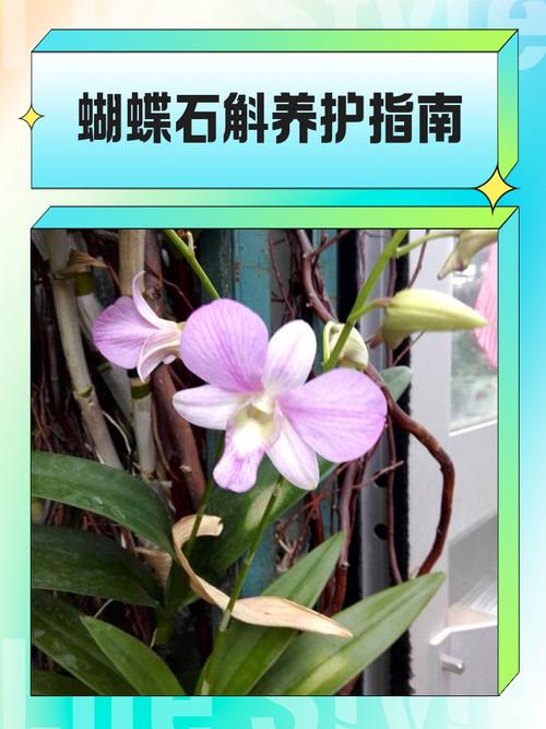 蝴蝶石斛的功效与作用，蝴蝶石斛的功效与作用图片-第1张图片-优品飞百科