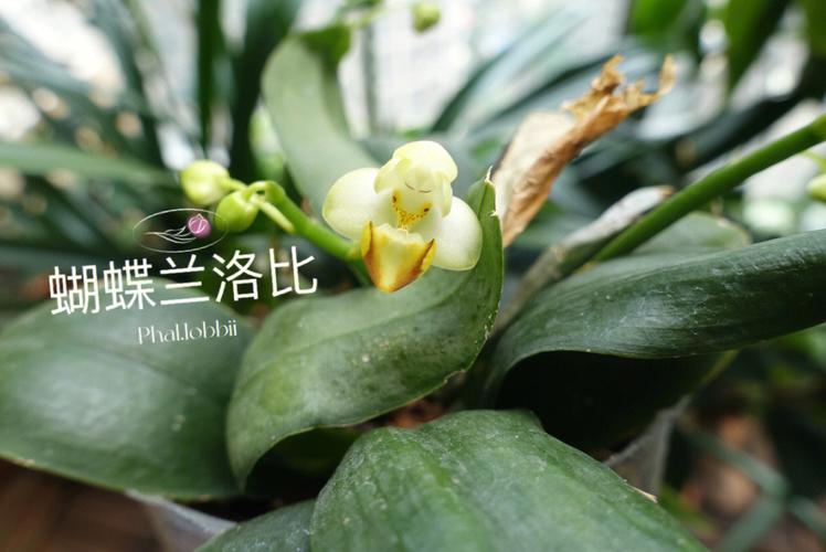 蝴蝶石斛的功效与作用，蝴蝶石斛的功效与作用图片-第2张图片-优品飞百科