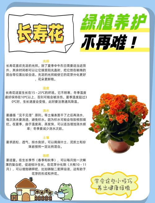 长寿花的花语及含义？长寿 花语？-第1张图片-优品飞百科