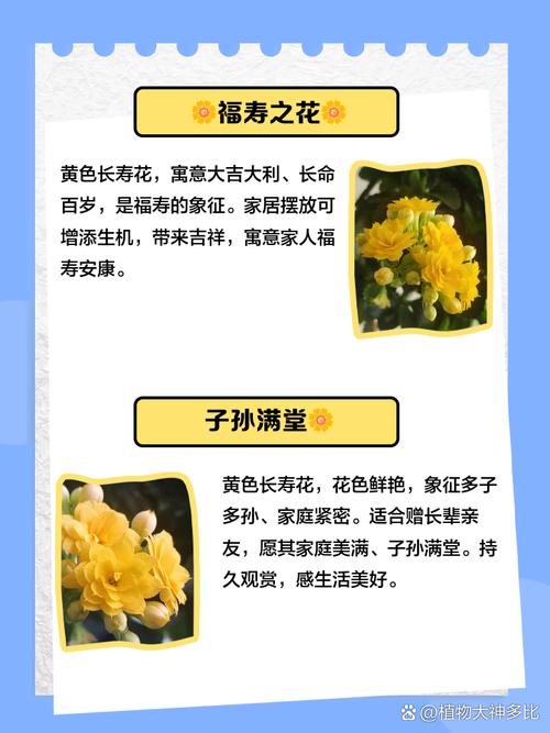 长寿花的花语及含义？长寿 花语？-第3张图片-优品飞百科