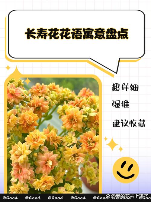 长寿花的花语及含义？长寿 花语？-第4张图片-优品飞百科