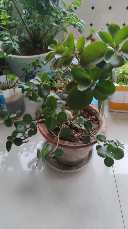 长寿花的花语及含义？长寿 花语？-第7张图片-优品飞百科