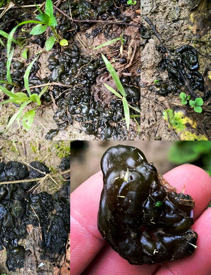 地衣的功效与作用？地衣的功效与作用图片？-第1张图片-优品飞百科