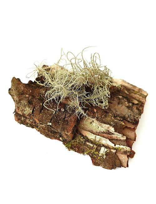 地衣的功效与作用？地衣的功效与作用图片？-第2张图片-优品飞百科