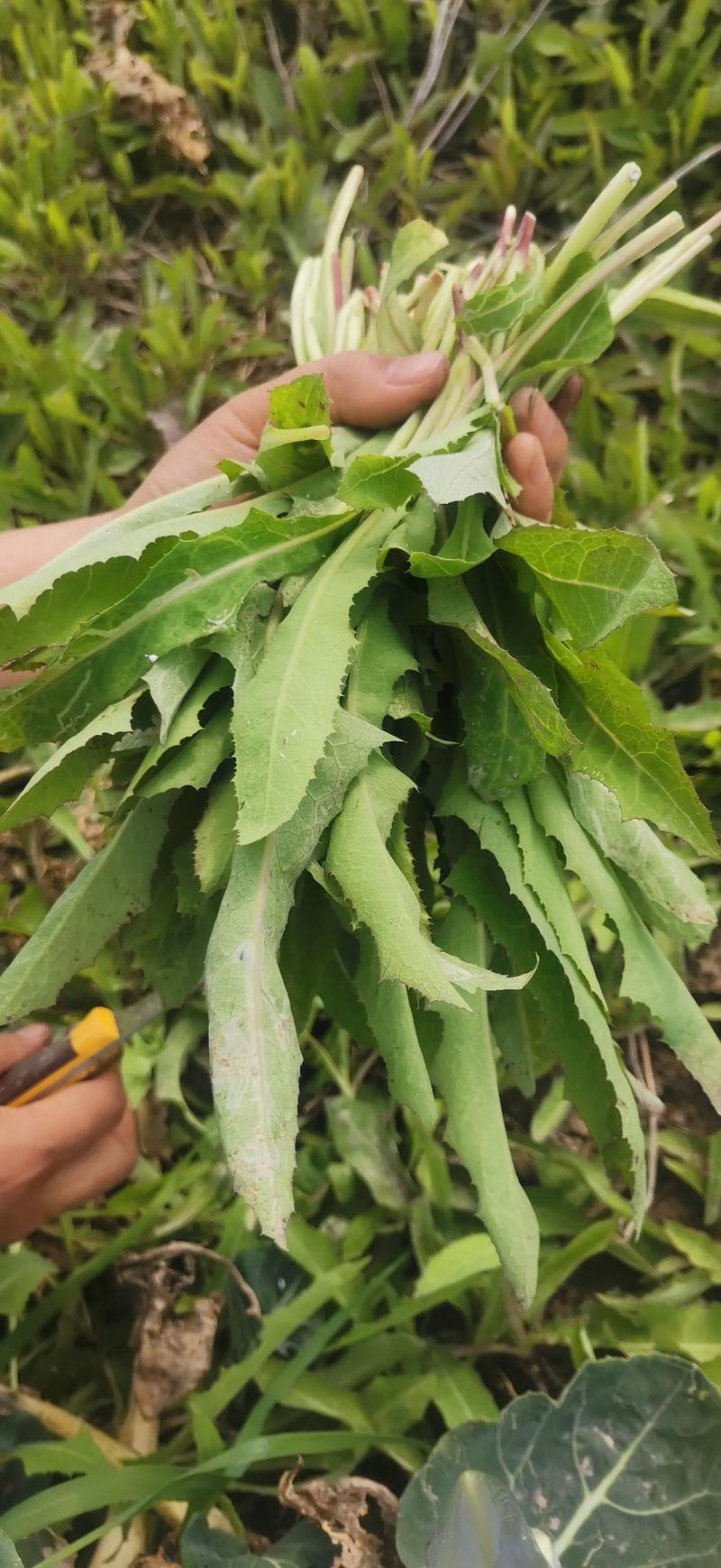 地衣的功效与作用？地衣的功效与作用图片？-第3张图片-优品飞百科