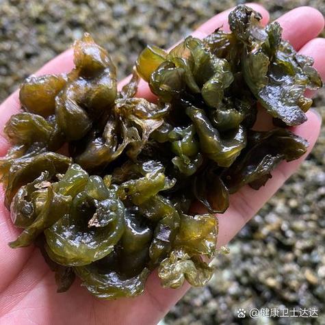 地衣的功效与作用？地衣的功效与作用图片？-第4张图片-优品飞百科