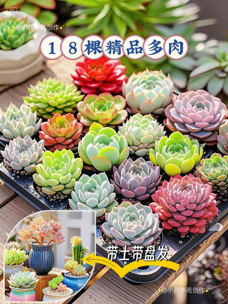 给男生送多肉代表什么？可以送男生多肉吗？-第4张图片-优品飞百科