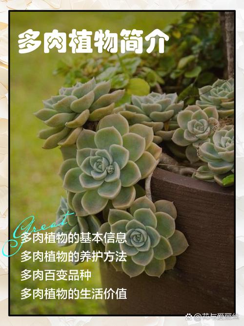 给男生送多肉代表什么？可以送男生多肉吗？-第5张图片-优品飞百科