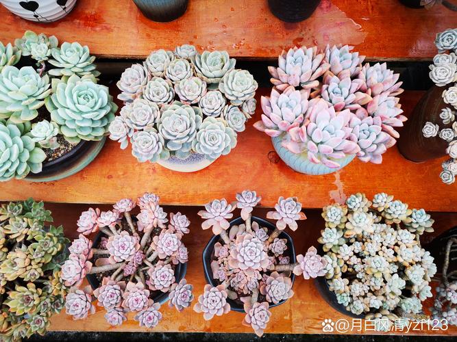 给男生送多肉代表什么？可以送男生多肉吗？-第7张图片-优品飞百科