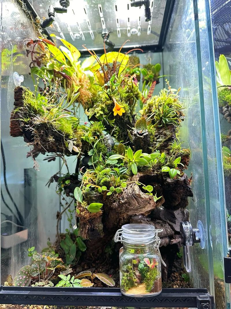 微景观的养殖方法和注意事项？微景观养殖要注意什么？-第1张图片-优品飞百科