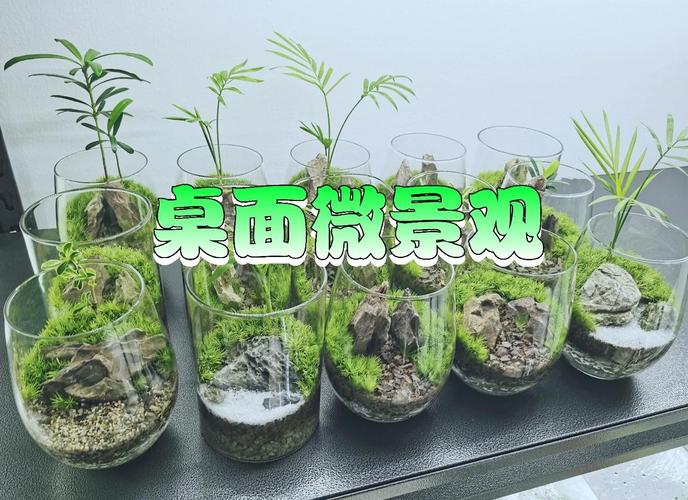 微景观的养殖方法和注意事项？微景观养殖要注意什么？-第3张图片-优品飞百科