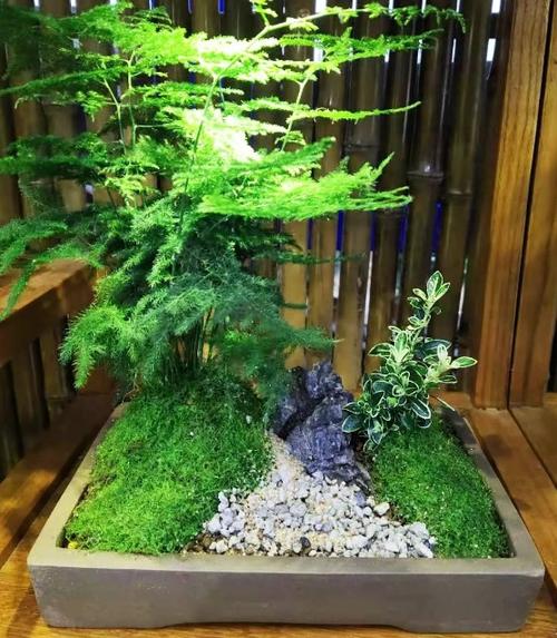 微景观的养殖方法和注意事项？微景观养殖要注意什么？-第4张图片-优品飞百科