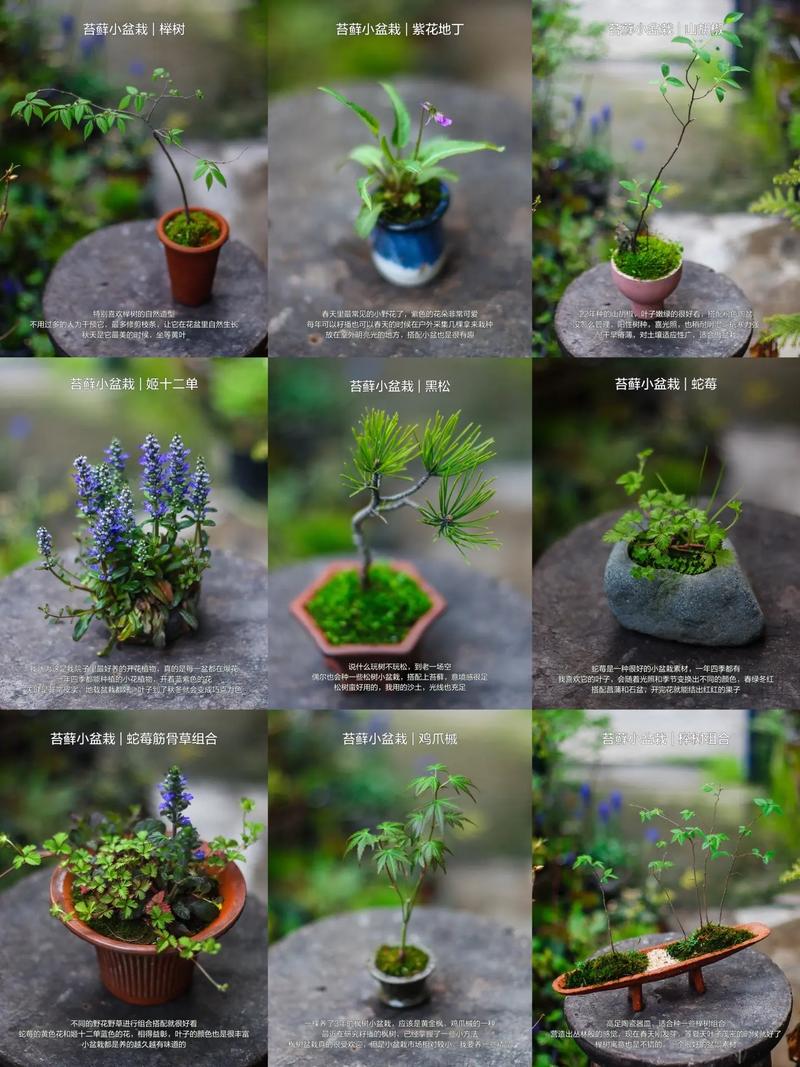 微景观的养殖方法和注意事项？微景观养殖要注意什么？-第5张图片-优品飞百科