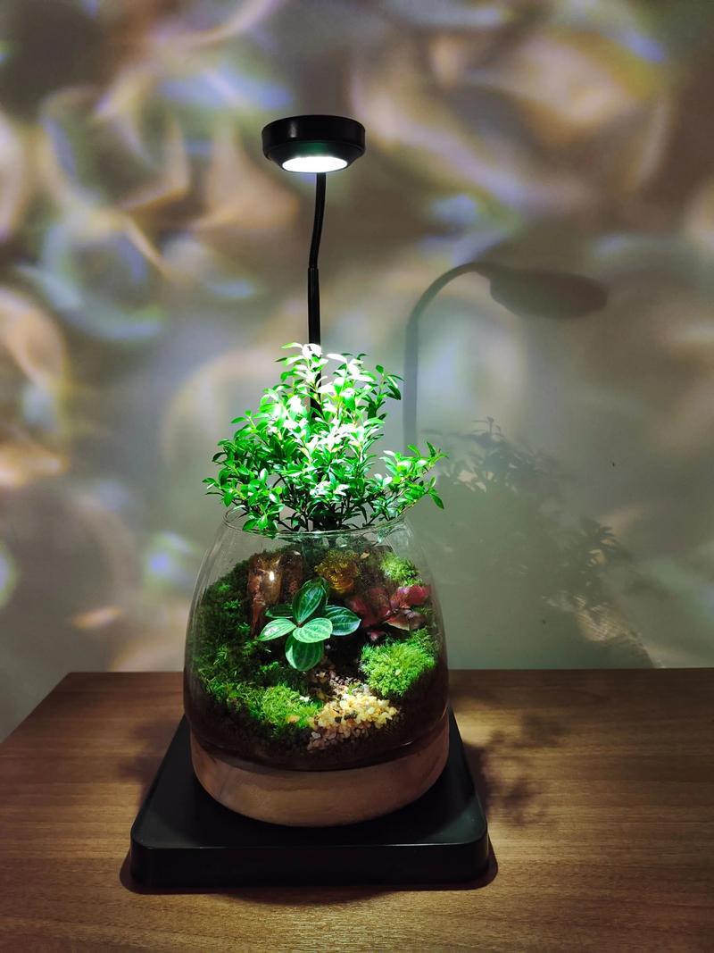 微景观的养殖方法和注意事项？微景观养殖要注意什么？-第6张图片-优品飞百科