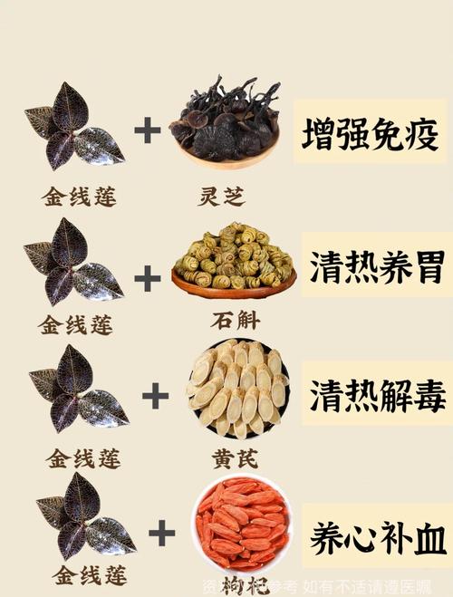 金线莲的吃法和功效,金线莲的吃法和功能主治-第1张图片-优品飞百科 金线莲的吃法和功效,金线莲的吃法和功能主治-第1张图片-优品飞百科