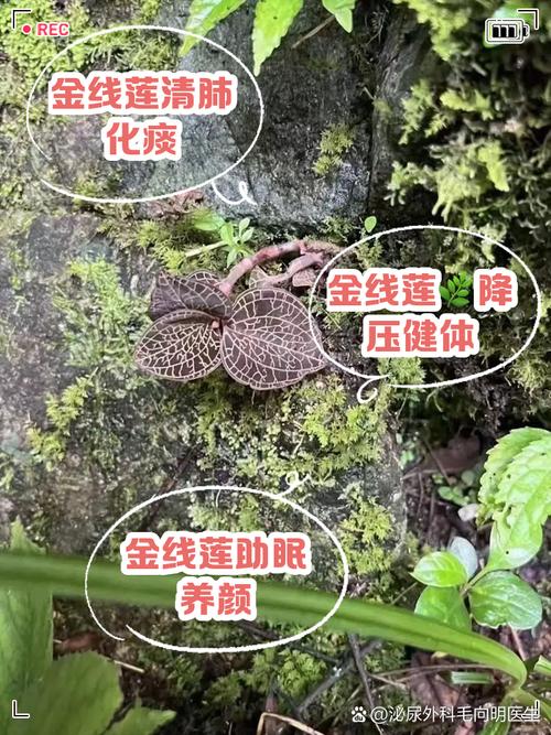 金线莲的吃法和功效,金线莲的吃法和功能主治-第3张图片-优品飞百科 金线莲的吃法和功效,金线莲的吃法和功能主治-第3张图片-优品飞百科