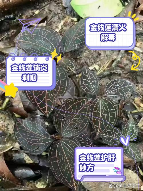 金线莲的吃法和功效,金线莲的吃法和功能主治-第7张图片-优品飞百科 金线莲的吃法和功效,金线莲的吃法和功能主治-第7张图片-优品飞百科
