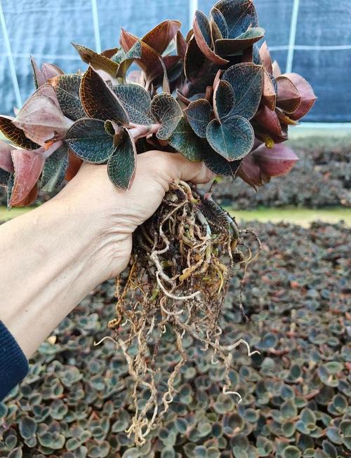 金线莲的吃法和功效,金线莲的吃法和功能主治-第8张图片-优品飞百科 金线莲的吃法和功效,金线莲的吃法和功能主治-第8张图片-优品飞百科