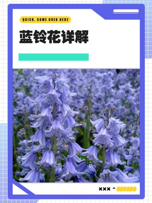 铃兰种类及图片，铃兰种类及图片介绍？-第1张图片-优品飞百科