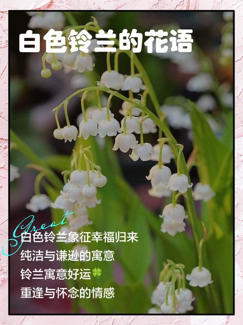 铃兰种类及图片，铃兰种类及图片介绍？-第2张图片-优品飞百科