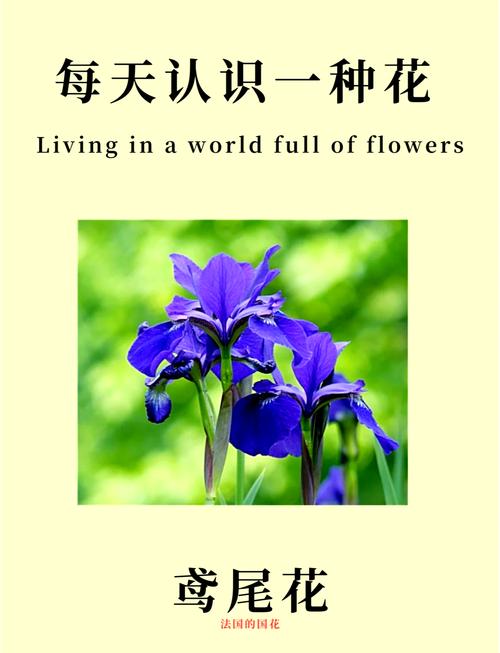 铃兰种类及图片，铃兰种类及图片介绍？-第3张图片-优品飞百科