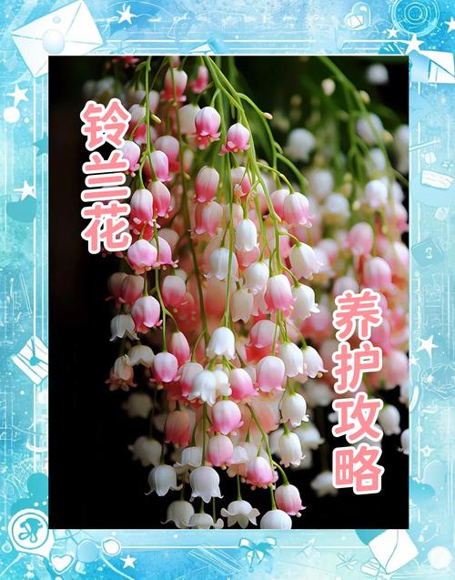 铃兰种类及图片，铃兰种类及图片介绍？-第4张图片-优品飞百科