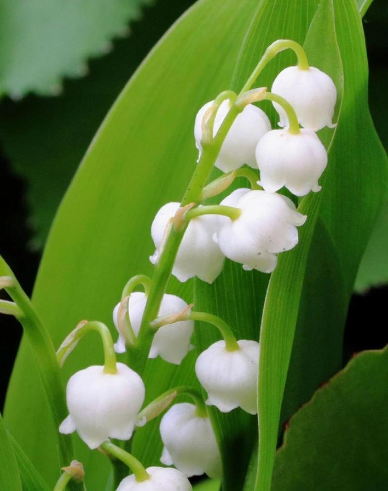 铃兰种类及图片，铃兰种类及图片介绍？-第6张图片-优品飞百科