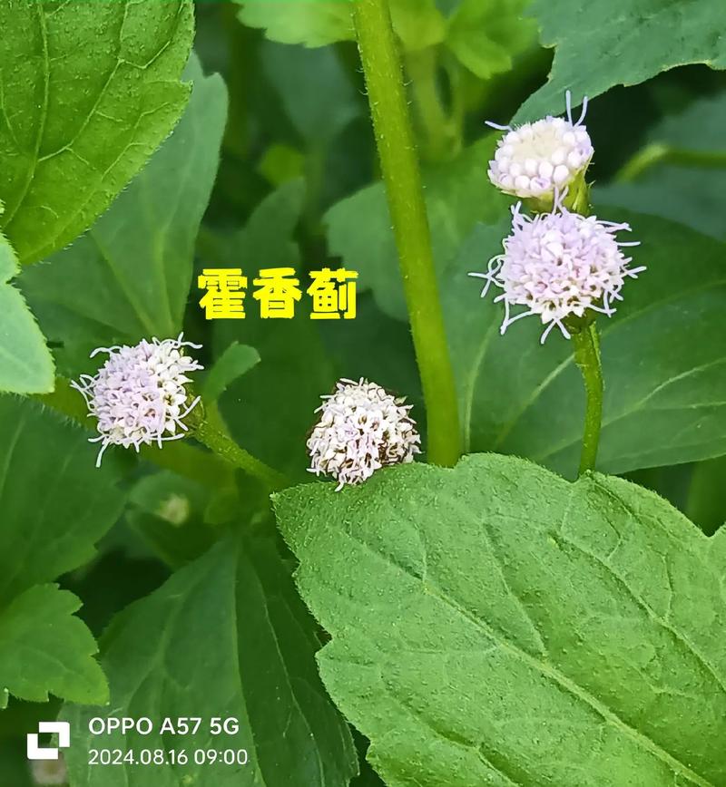 藿香蓟的花语和传说，藿香蓟的花语和传说故事？-第2张图片-优品飞百科
