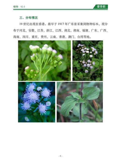 藿香蓟的花语和传说，藿香蓟的花语和传说故事？-第3张图片-优品飞百科