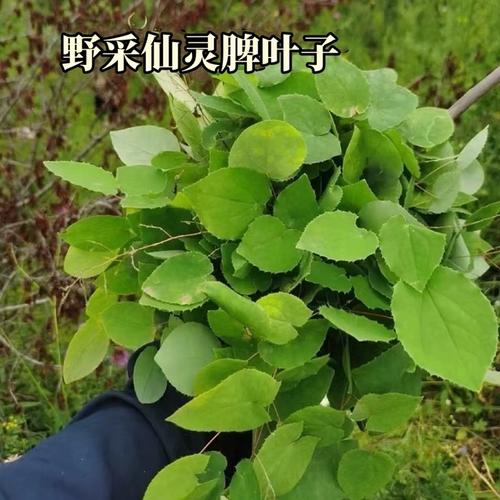 藿香蓟的花语和传说，藿香蓟的花语和传说故事？-第4张图片-优品飞百科