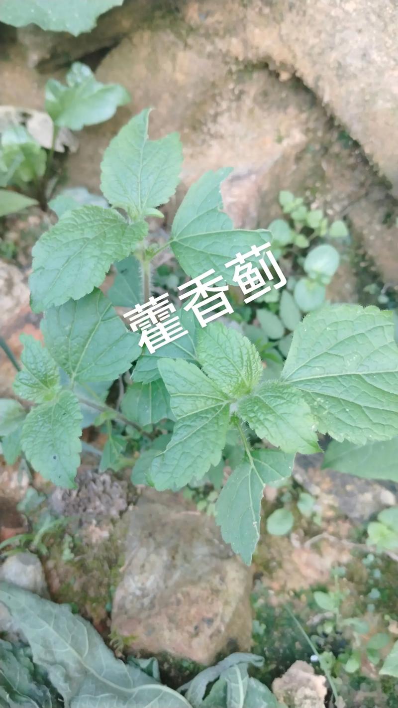 藿香蓟的花语和传说，藿香蓟的花语和传说故事？-第5张图片-优品飞百科