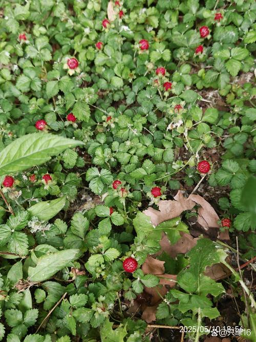 乌饭子怎么泡酒,这样绝对好喝健康!,乌饭子效果图-第1张图片-优品飞百科 乌饭子怎么泡酒,这样绝对好喝健康!,乌饭子效果图-第1张图片-优品飞百科