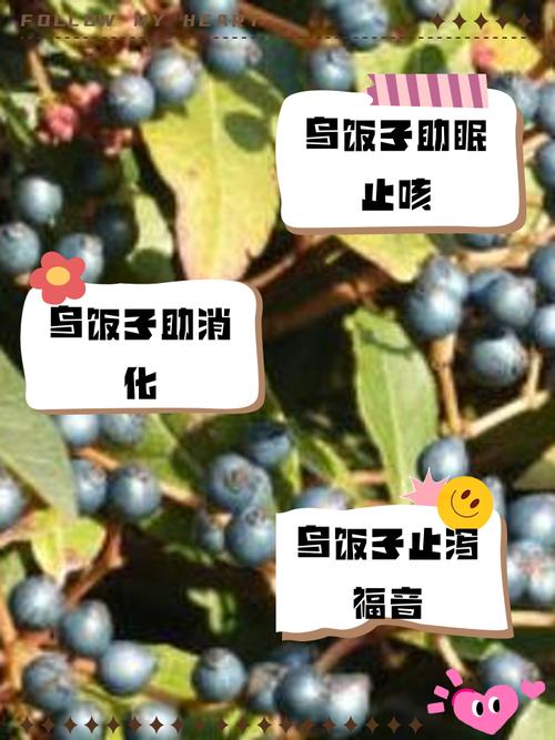乌饭子怎么泡酒,这样绝对好喝健康!,乌饭子效果图-第3张图片-优品飞百科 乌饭子怎么泡酒,这样绝对好喝健康!,乌饭子效果图-第3张图片-优品飞百科