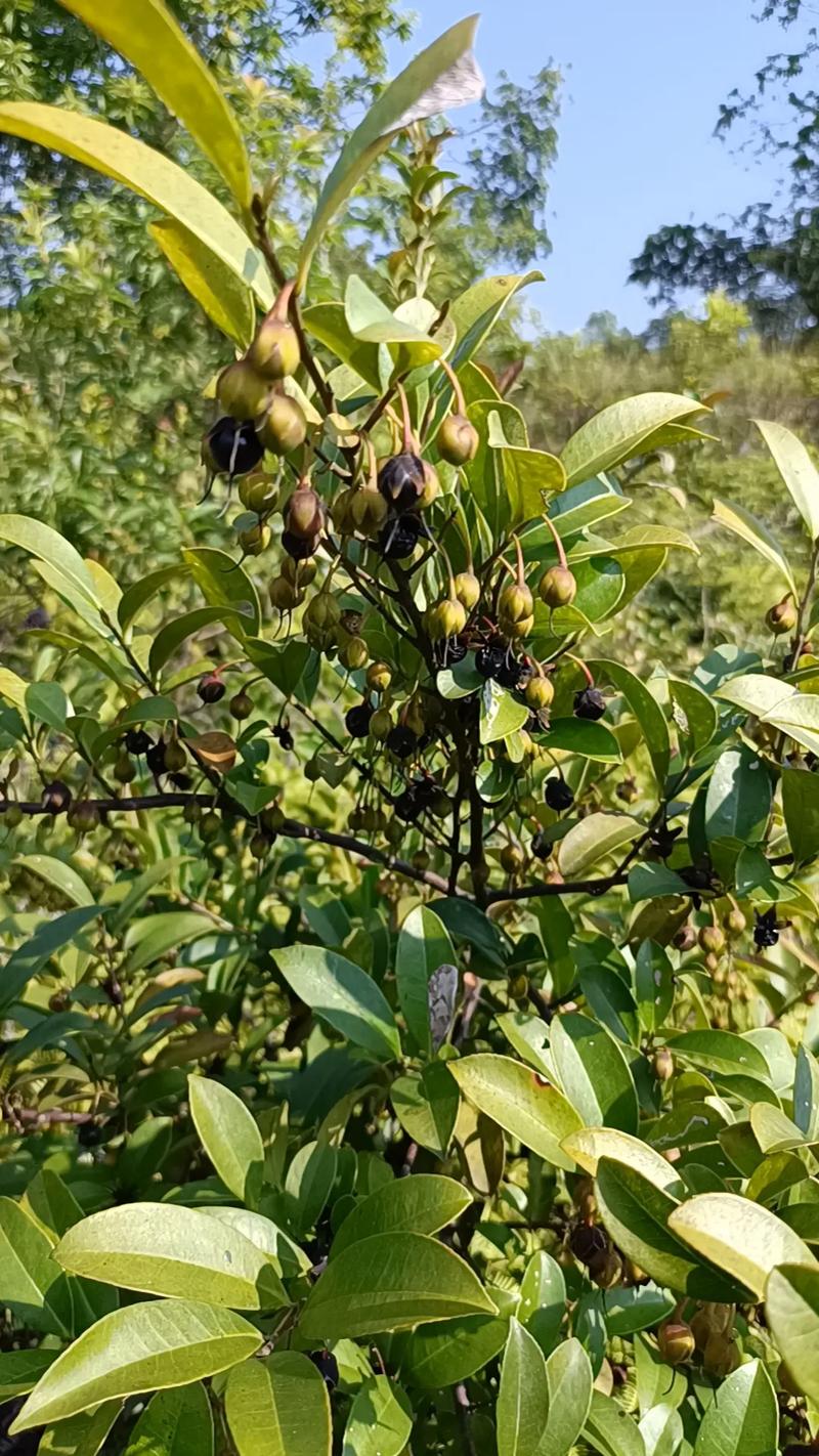 乌饭子怎么泡酒,这样绝对好喝健康!,乌饭子效果图-第4张图片-优品飞百科 乌饭子怎么泡酒,这样绝对好喝健康!,乌饭子效果图-第4张图片-优品飞百科