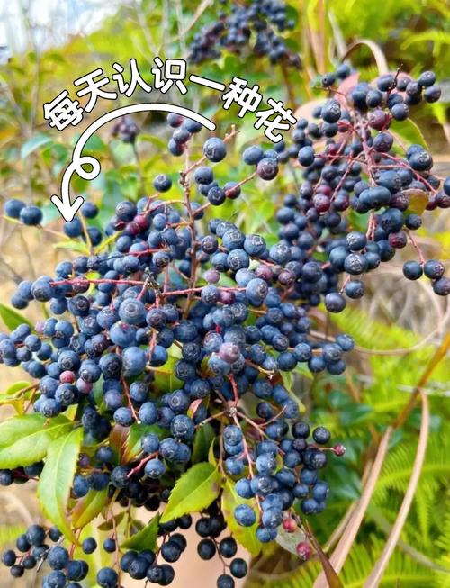 乌饭子怎么泡酒,这样绝对好喝健康!,乌饭子效果图-第5张图片-优品飞百科 乌饭子怎么泡酒,这样绝对好喝健康!,乌饭子效果图-第5张图片-优品飞百科